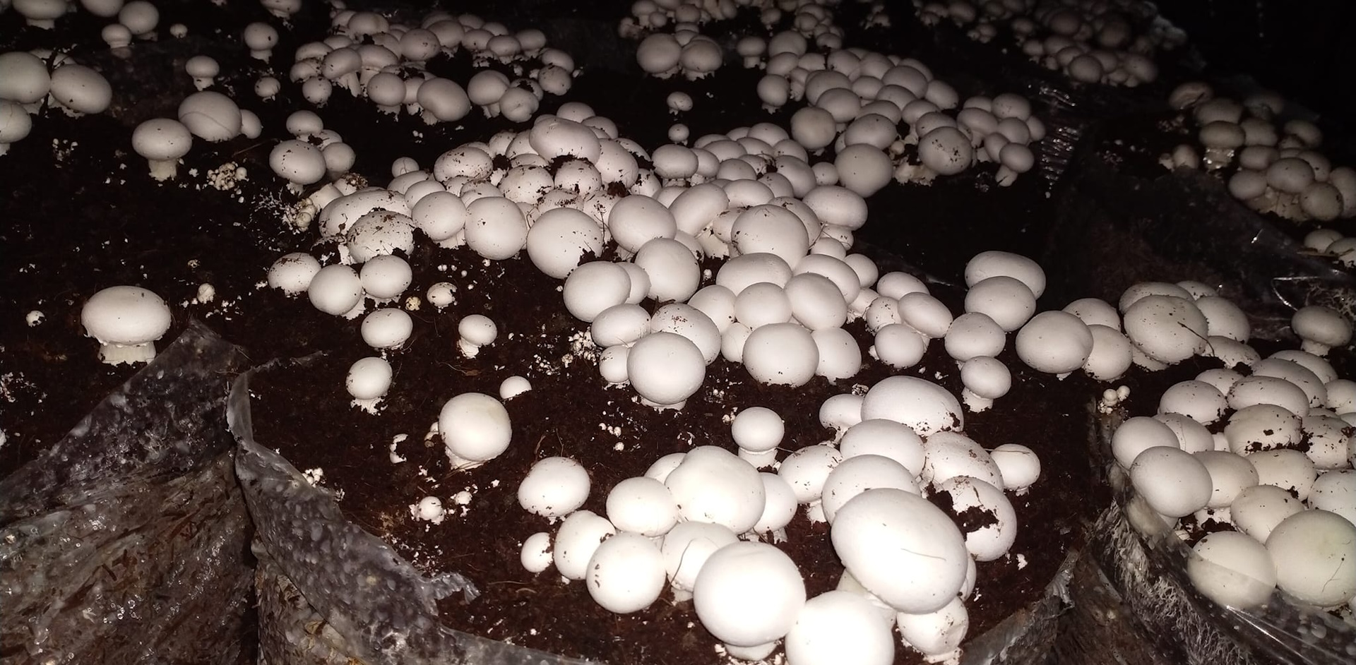 agrofa
