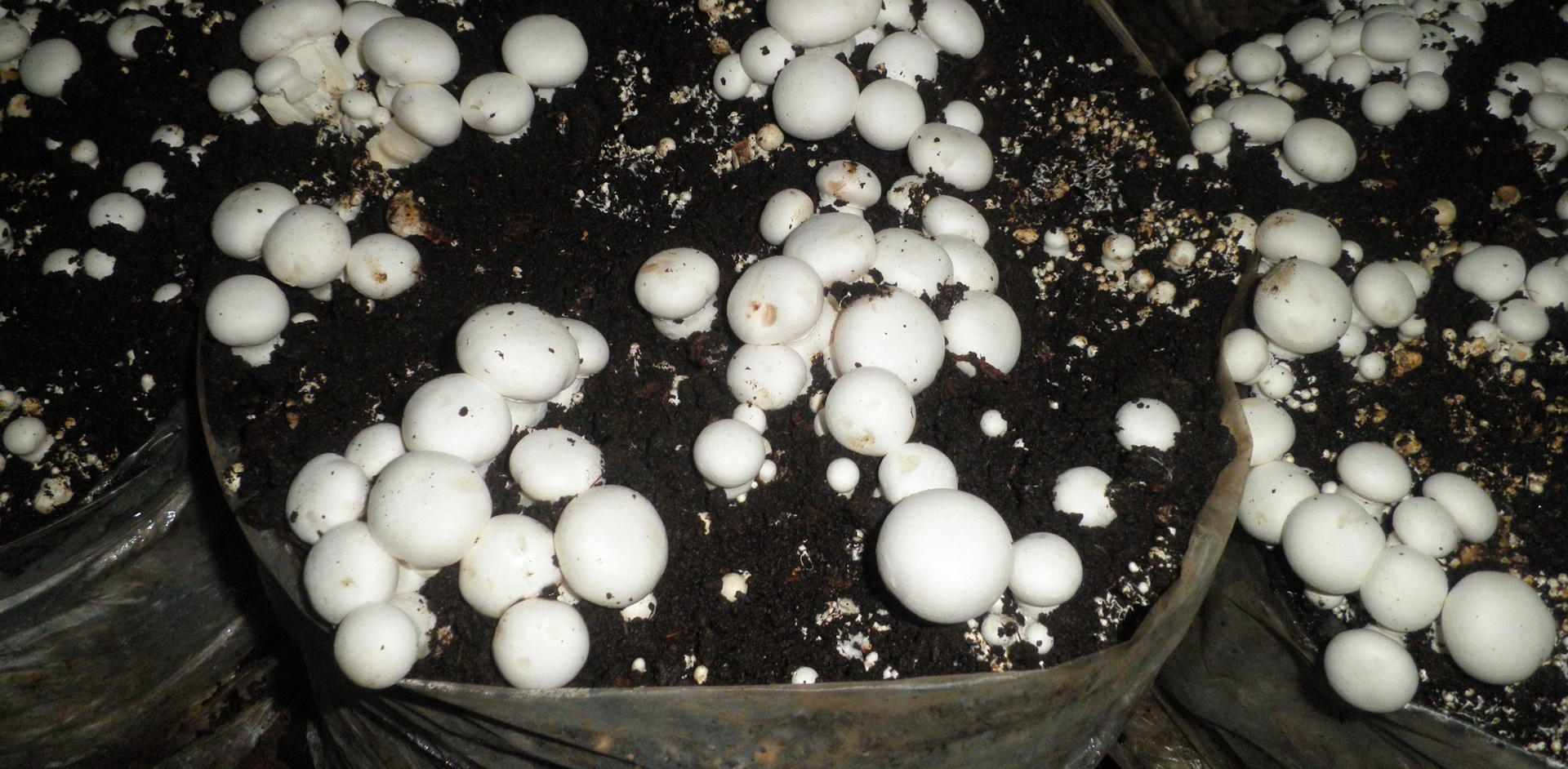 agrofa